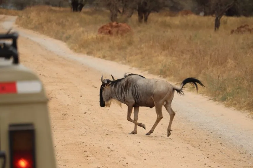 Tanzania Wildlife Safaris