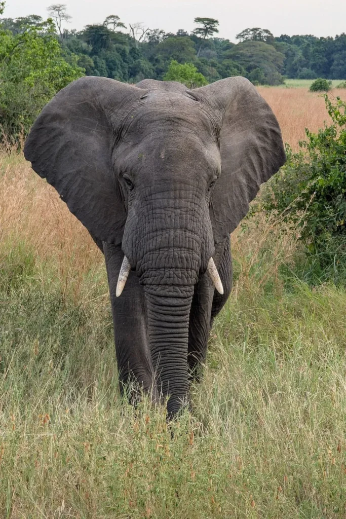 Tanzania Wildlife Safaris