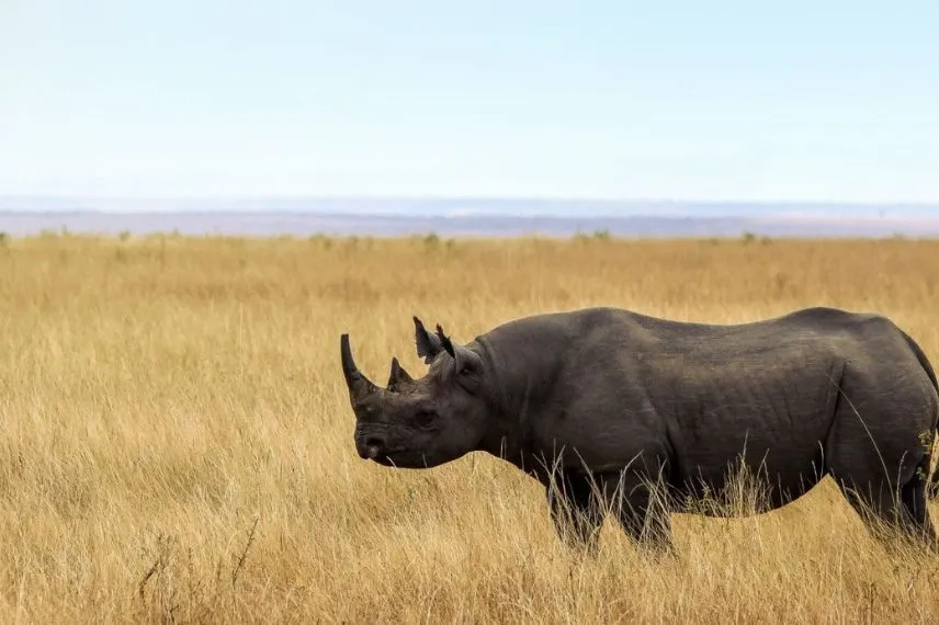 Big Five Safaris