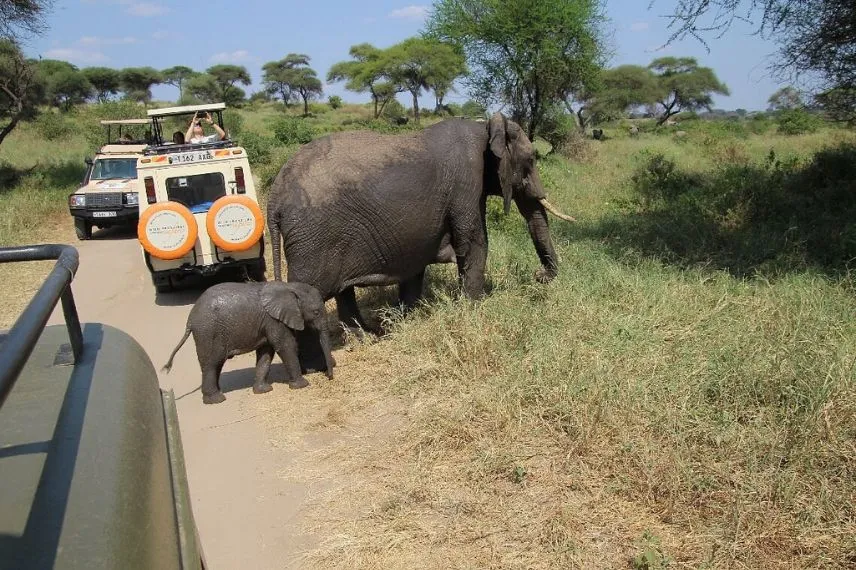 Game Drive Safari