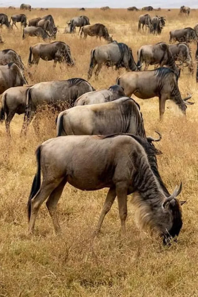 National Parks Tanzania