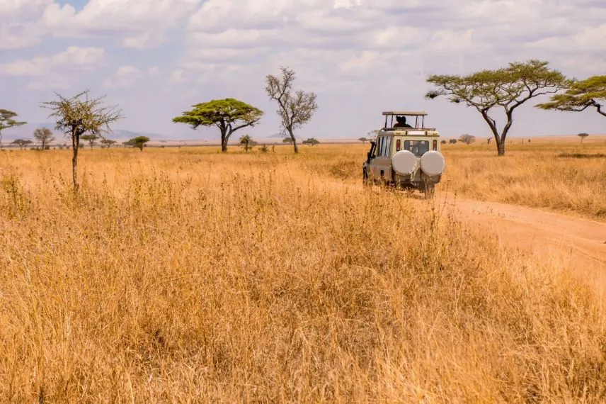 Tanzania Morning Safari Tour