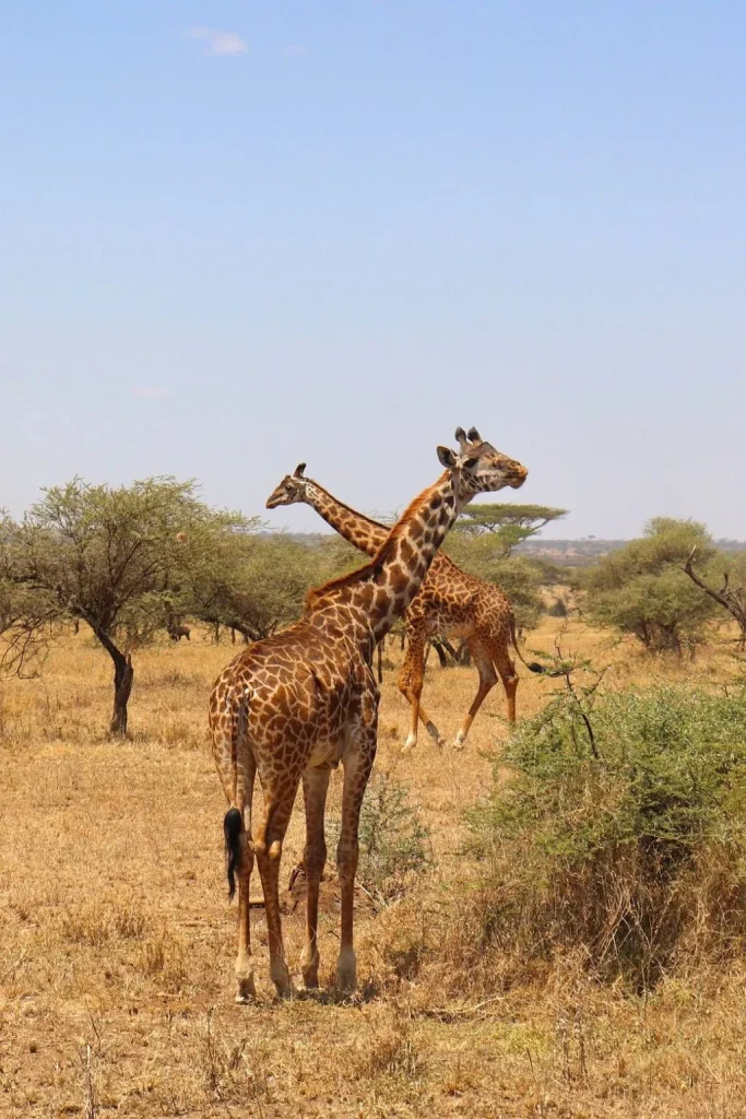 Tanzania National Park Safari