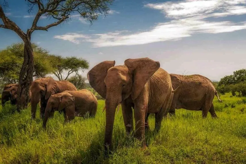 Tanzania National Parks