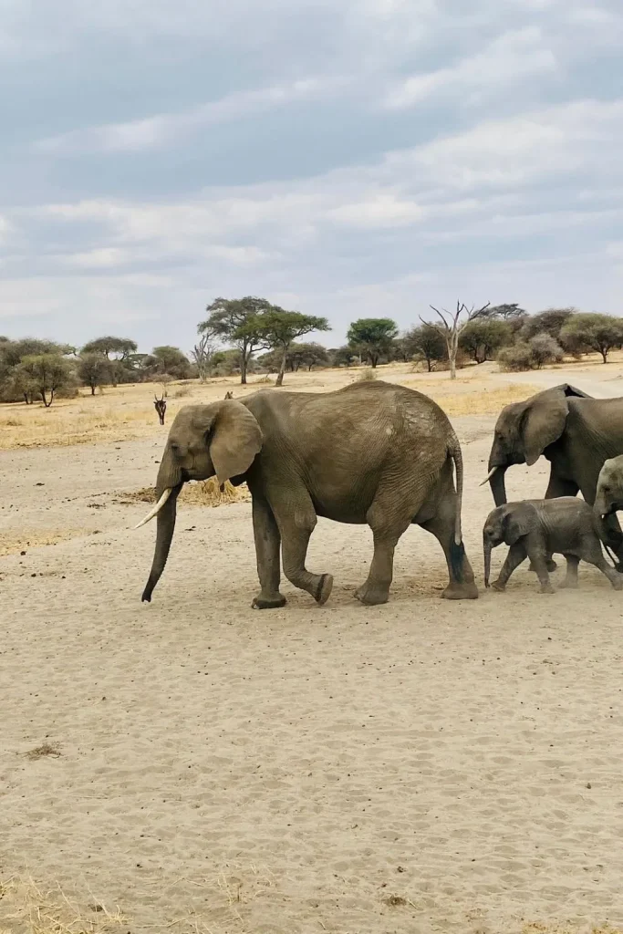 Tanzania National Parks