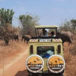 How to Choose the Best Tanzania Safari Tour Operator
