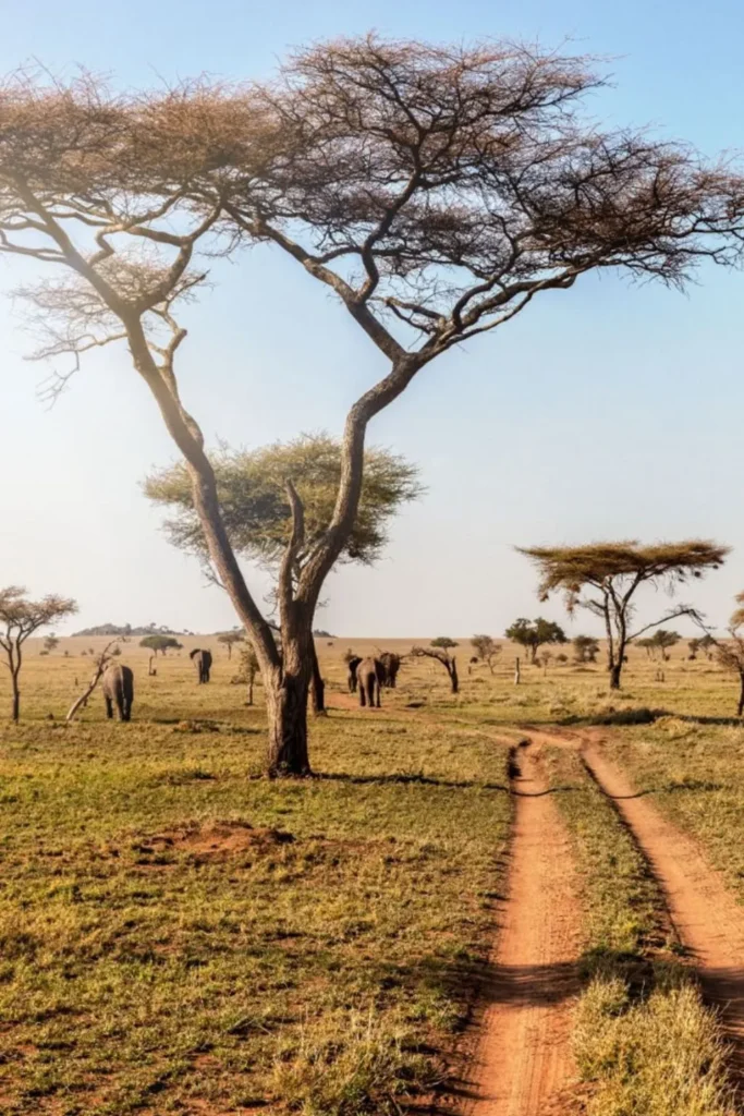 Wildlife Safari Tours