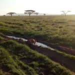 What to Expect from Your First Morning on Safari in Tanzania