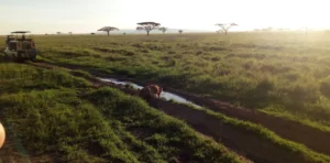 tanzania safari