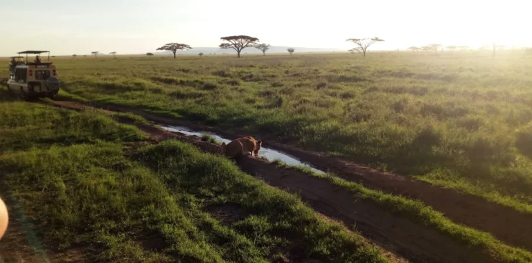 What to Expect from Your First Morning on Safari in Tanzania