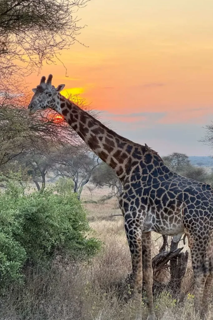 tanzania wildlife tour