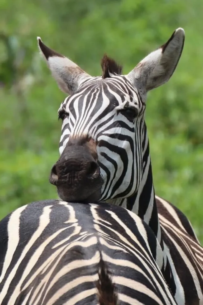 wildlife safari tanzania