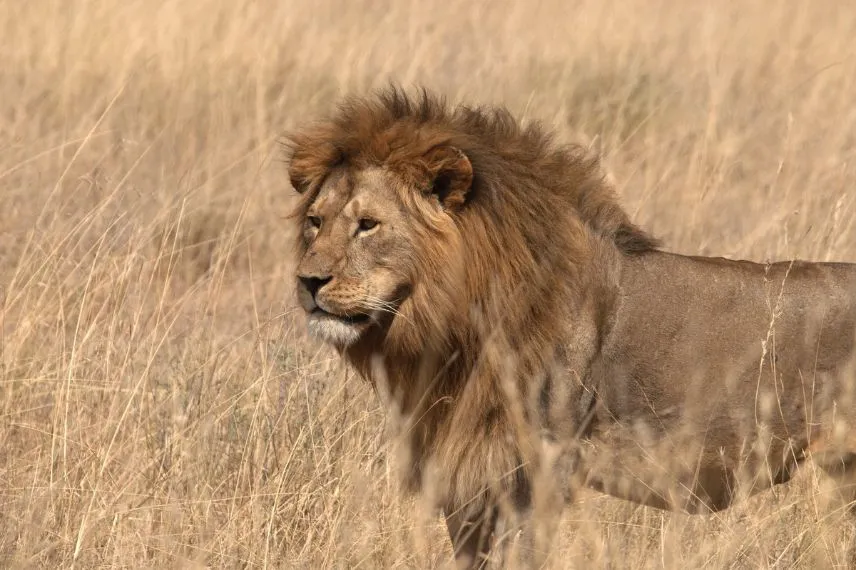 wildlife safaris