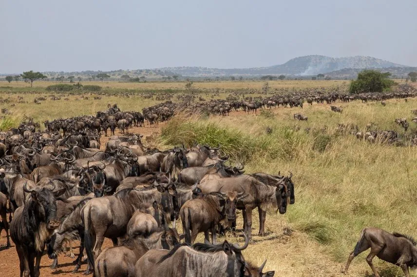Great Migration Safari
