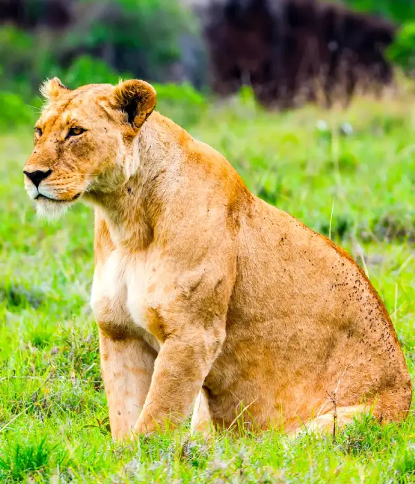 1 Day Safari Arusha National Park