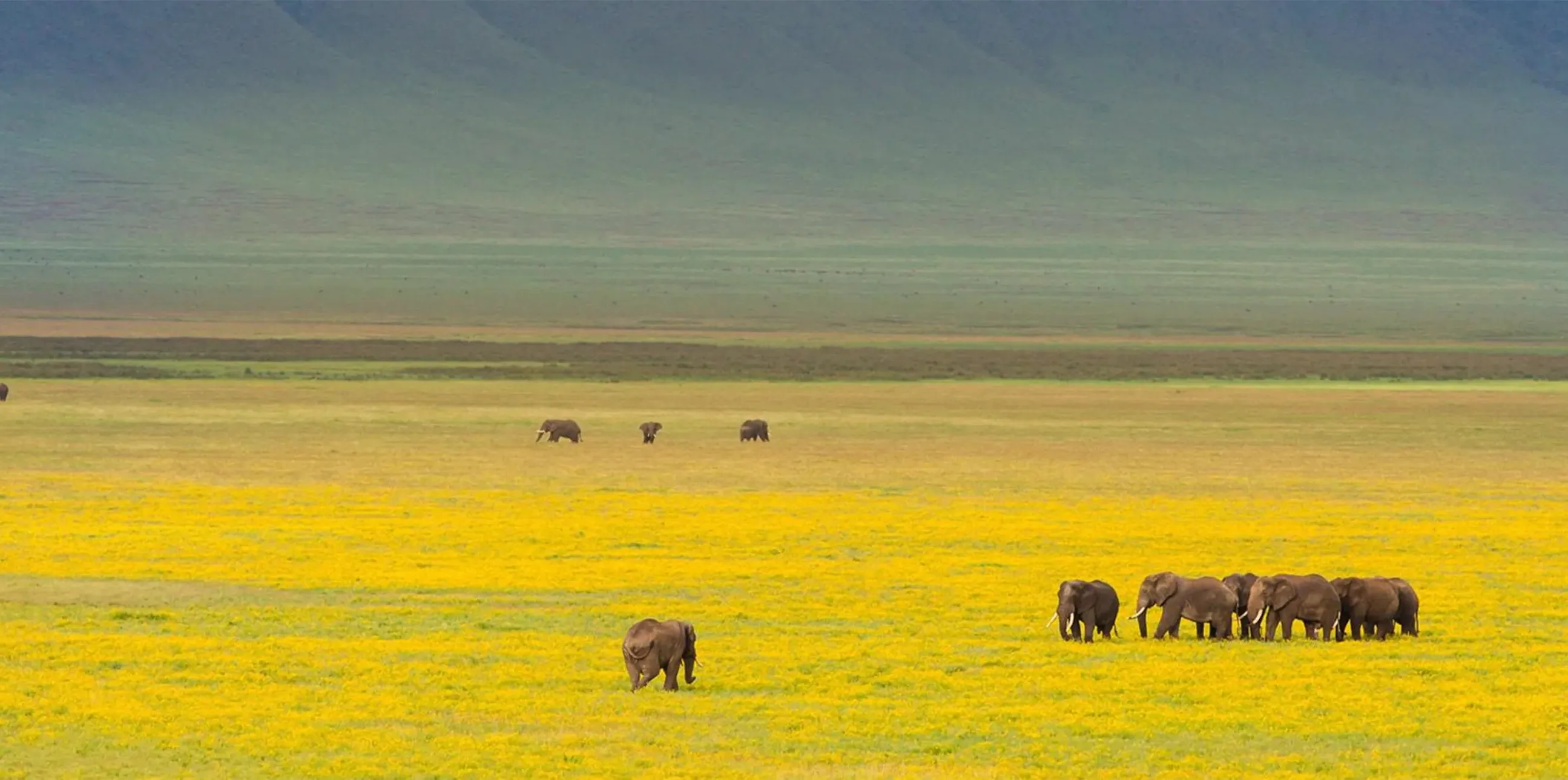 1 Day Safari Ngorongoro Crater