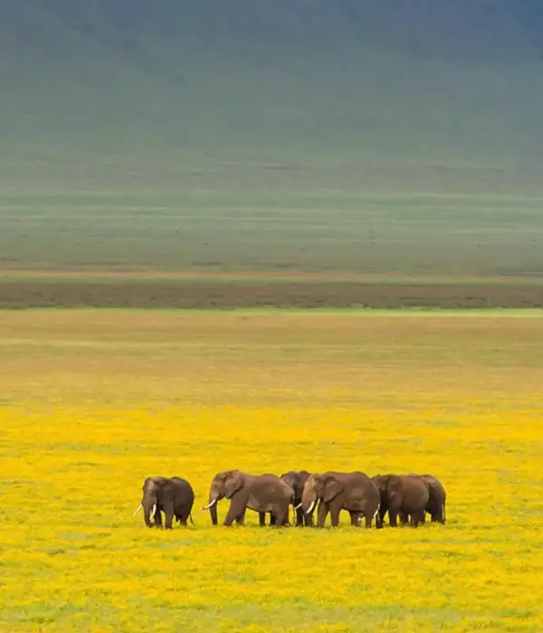 1 Day Safari Ngorongoro Crater