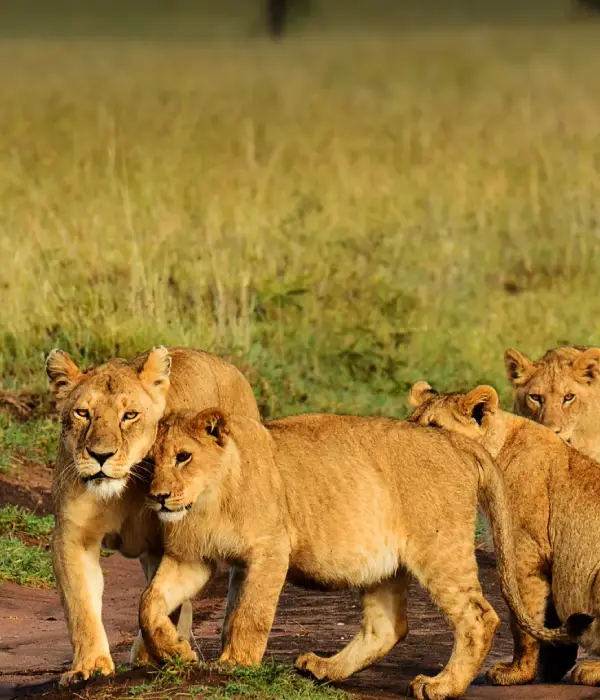 1 Day Safari Tarangire National Park