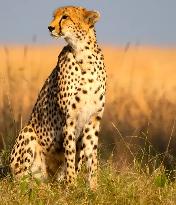 10 Days Tanzania Safari