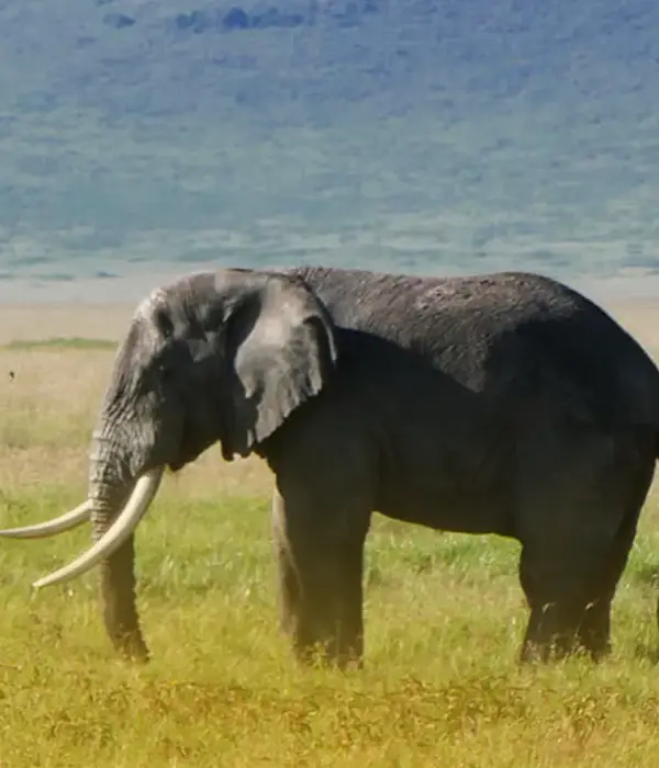 2 Day Safari (Tarangire and Ngorongoro Crater)
