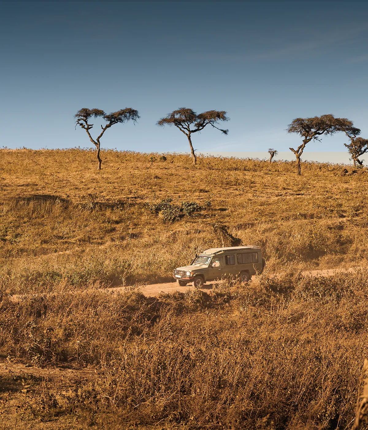 Arusha- Tarangire Wildlife