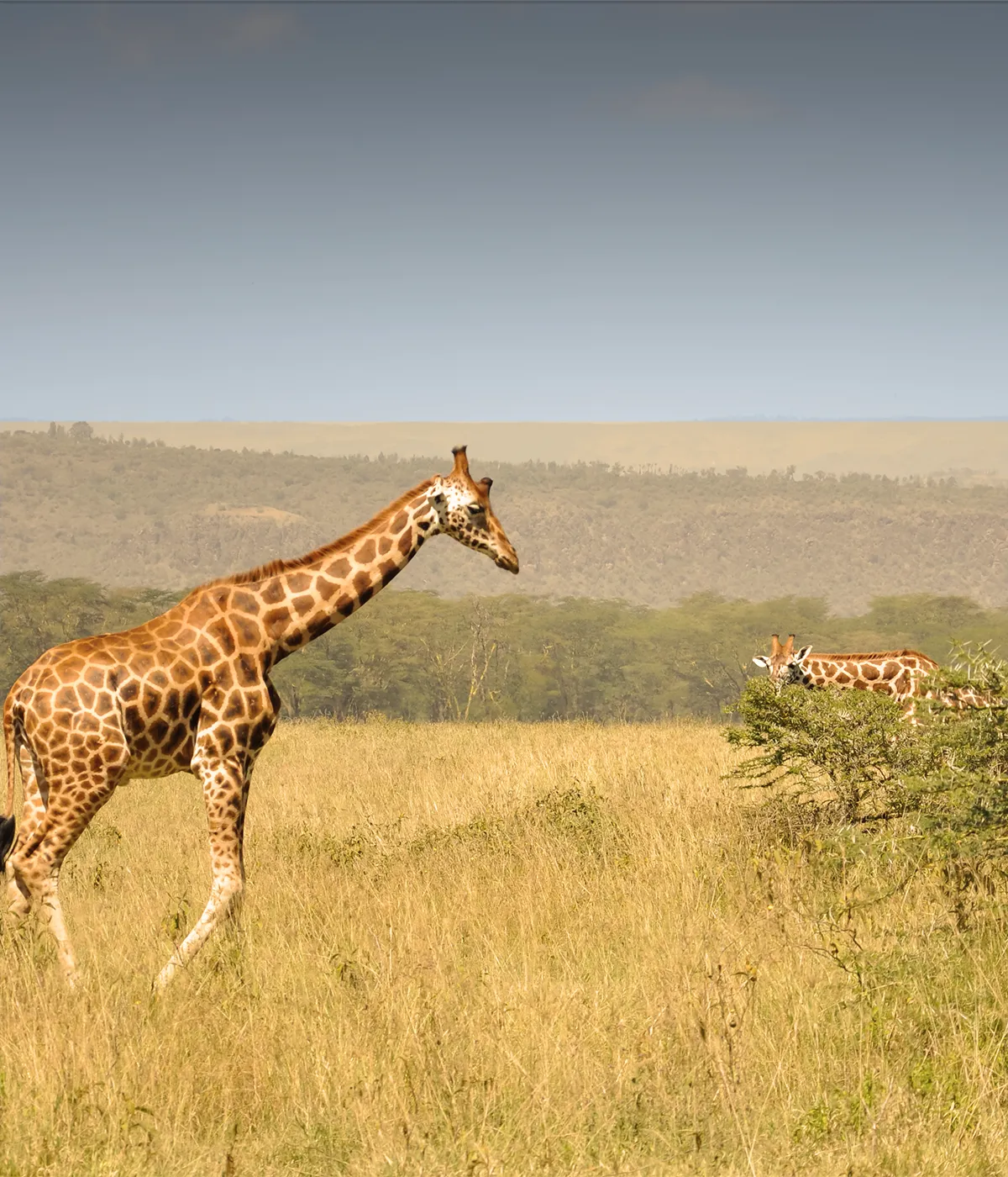 Arusha- Tarangire Attractions