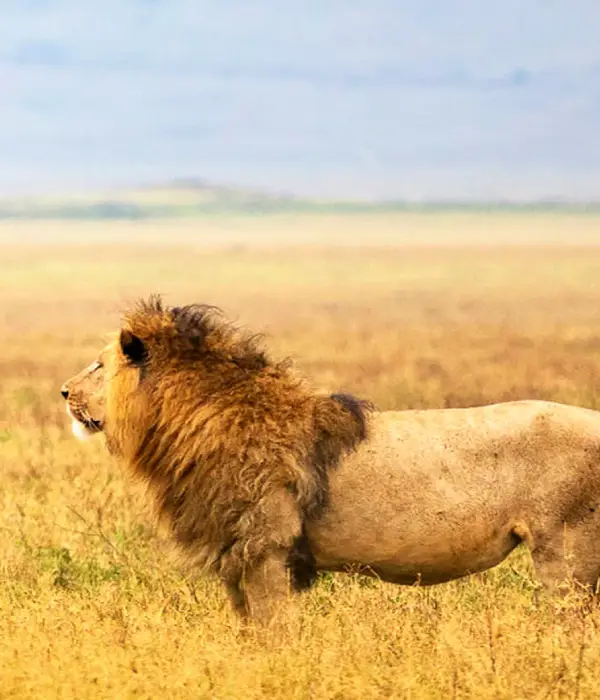 3 Days Tanzania Budget Safari