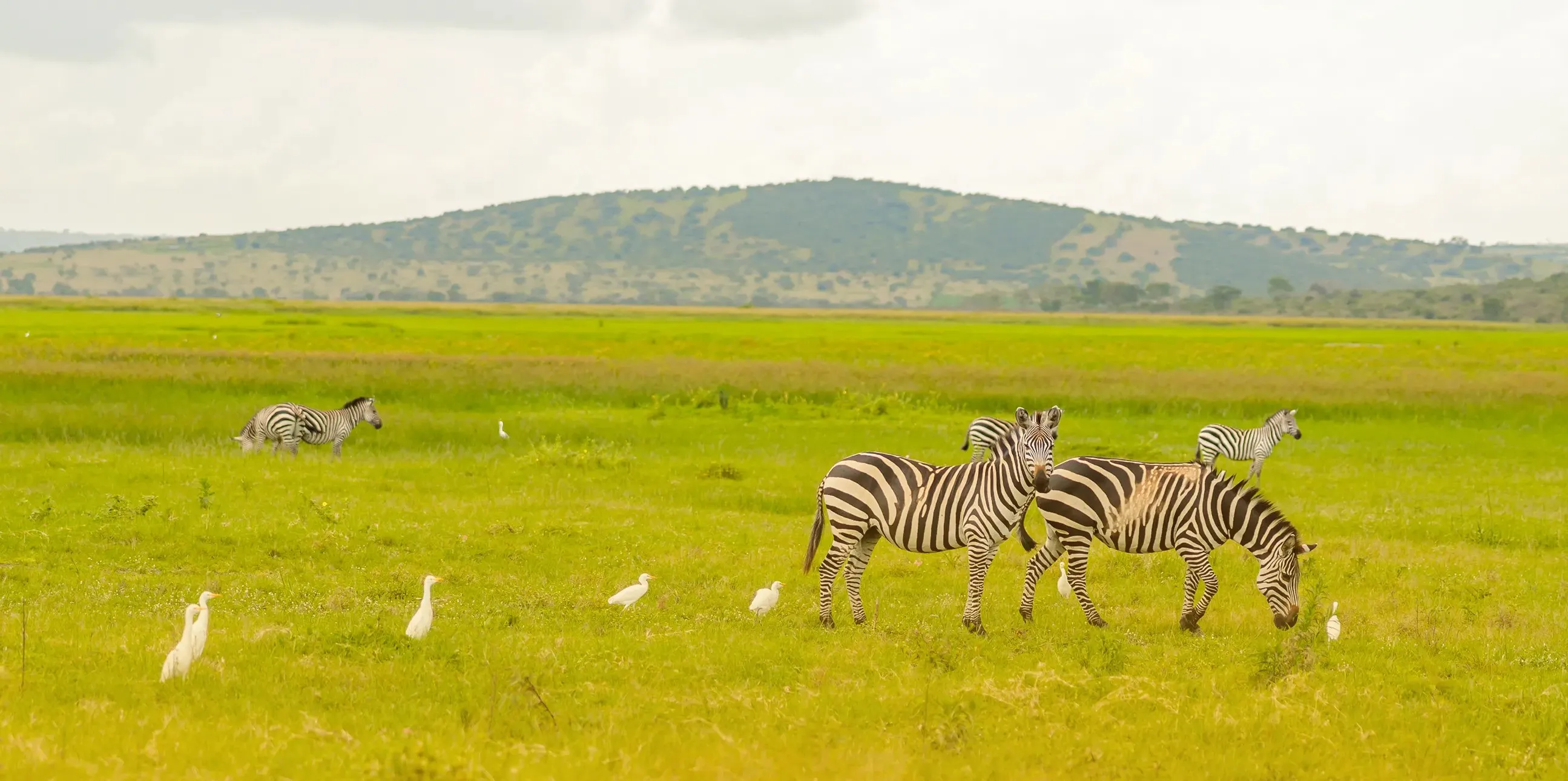3 Days Serengeti & Ngorongoro