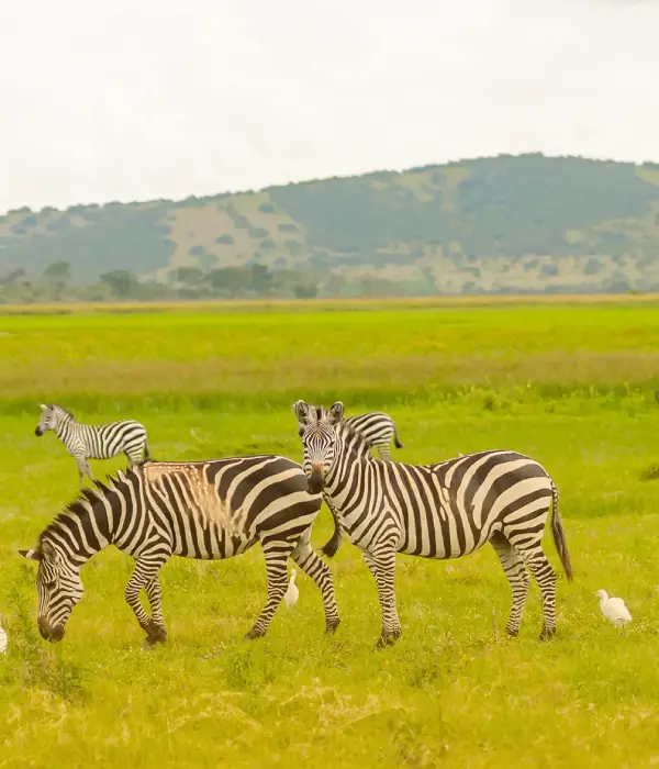 3 Days Serengeti & Ngorongoro
