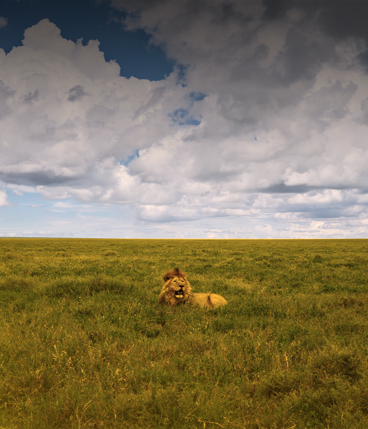 Serengeti to Ngorongoro crater Wildlife