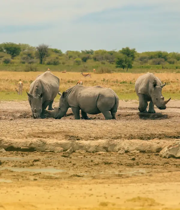 3 Days ( Tarangire / Ngorongoro Crater/ Lake Manyara)