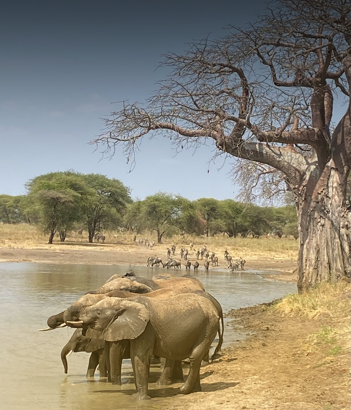 Arusha- Tarangire BigFive