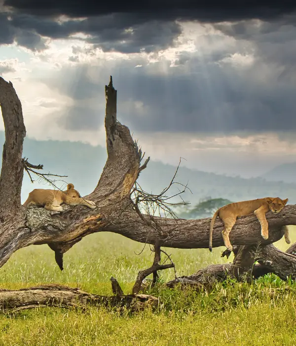 3 Days Tour Program to Serengeti & Ngorongoro