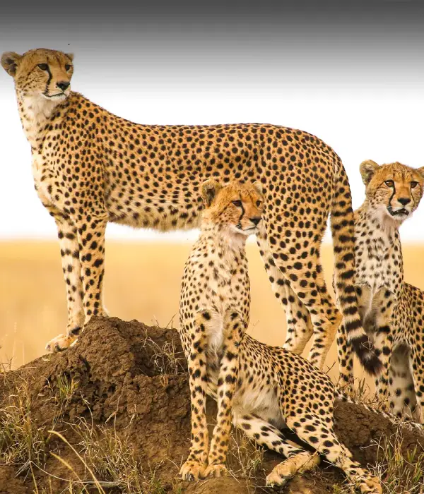 4 Days ( Serengeti / Ngorongoro crater)