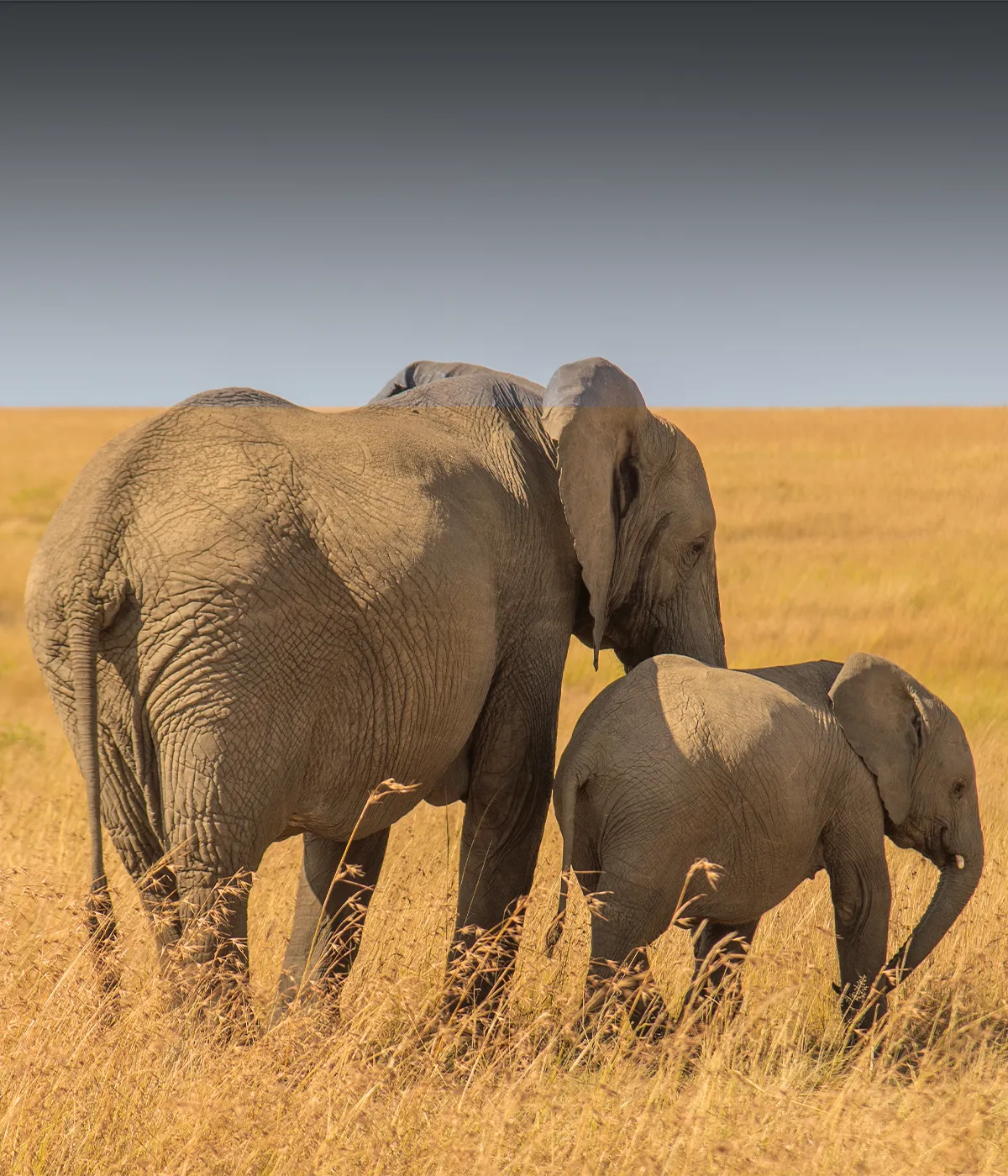 Ngorongoro crater BigFive