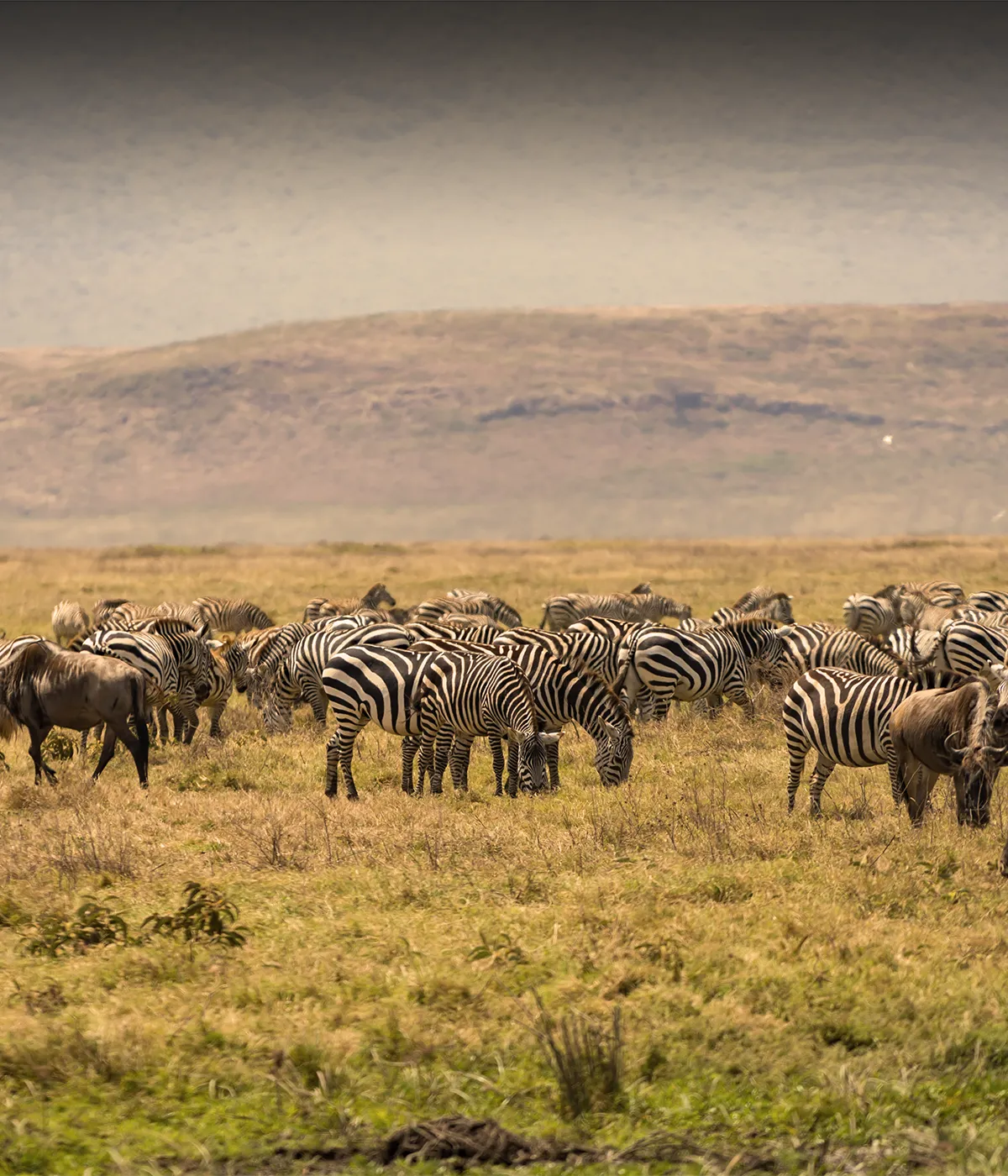 Arusha- Serengeti Wildlife