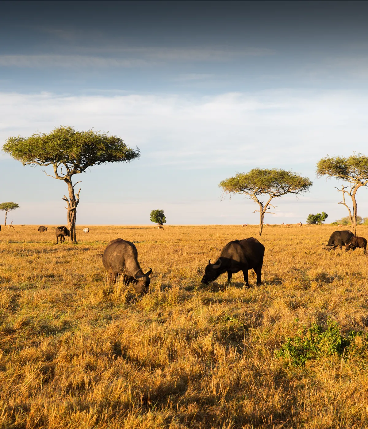 Tarangire - Serengeti Wildlife