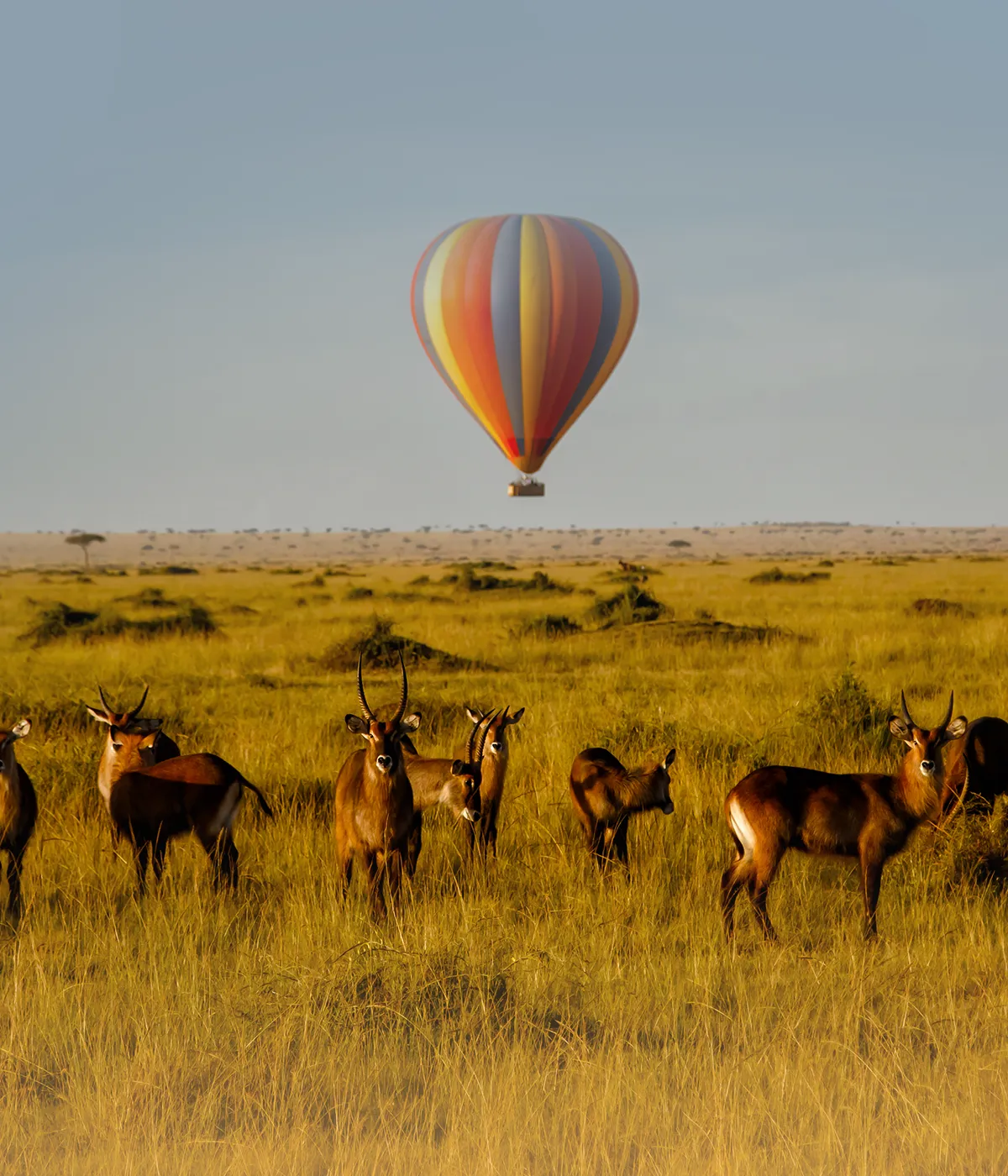 Tarangire - Serengeti Gamedrive
