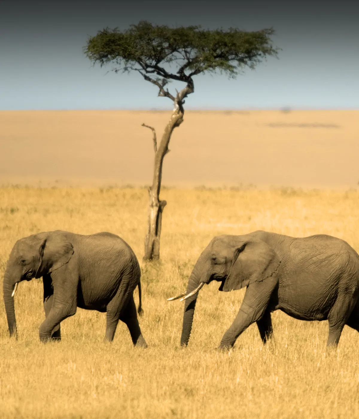 Serengeti to Ngorongoro crater BigFive