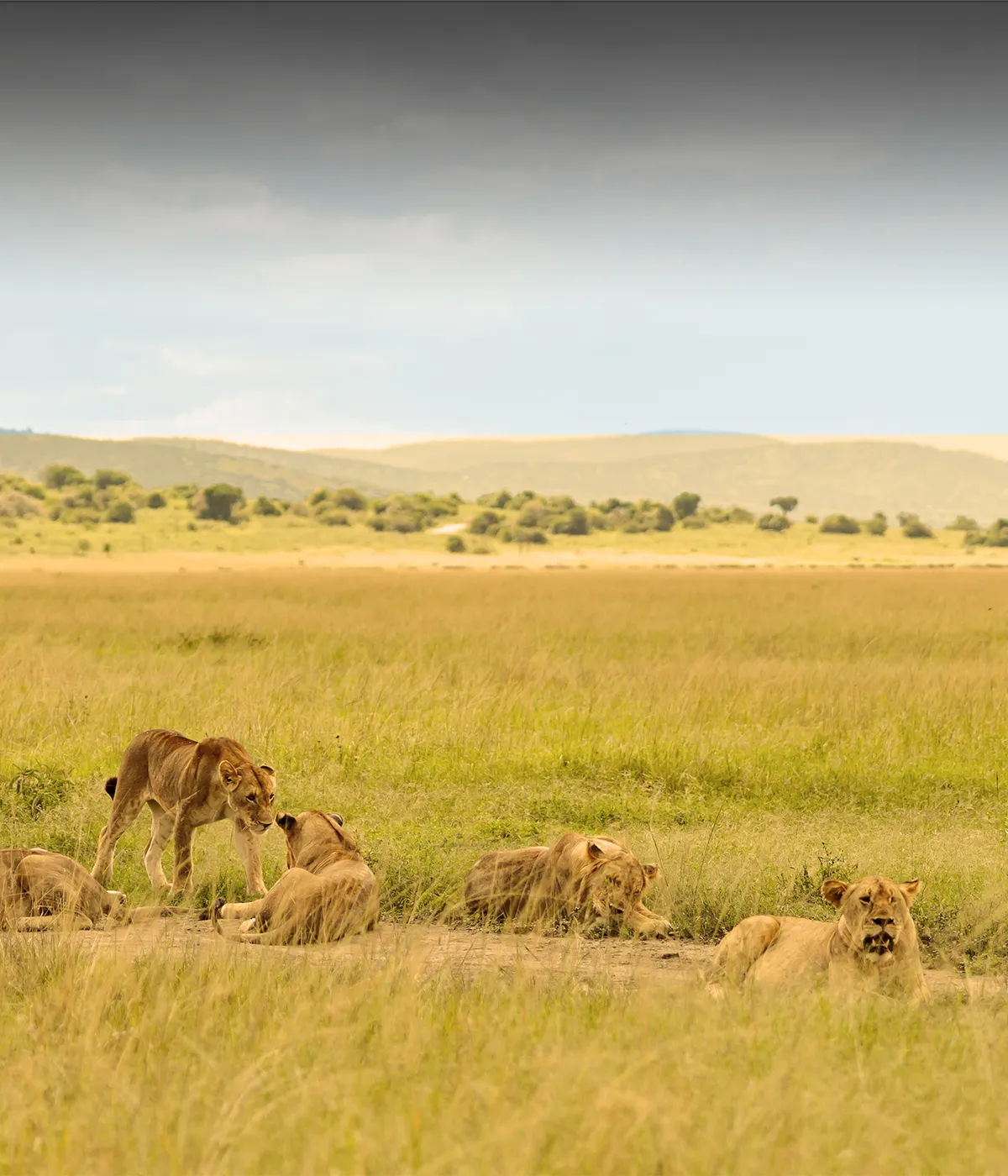 Serengeti to Ngorongoro crater Wildlife
