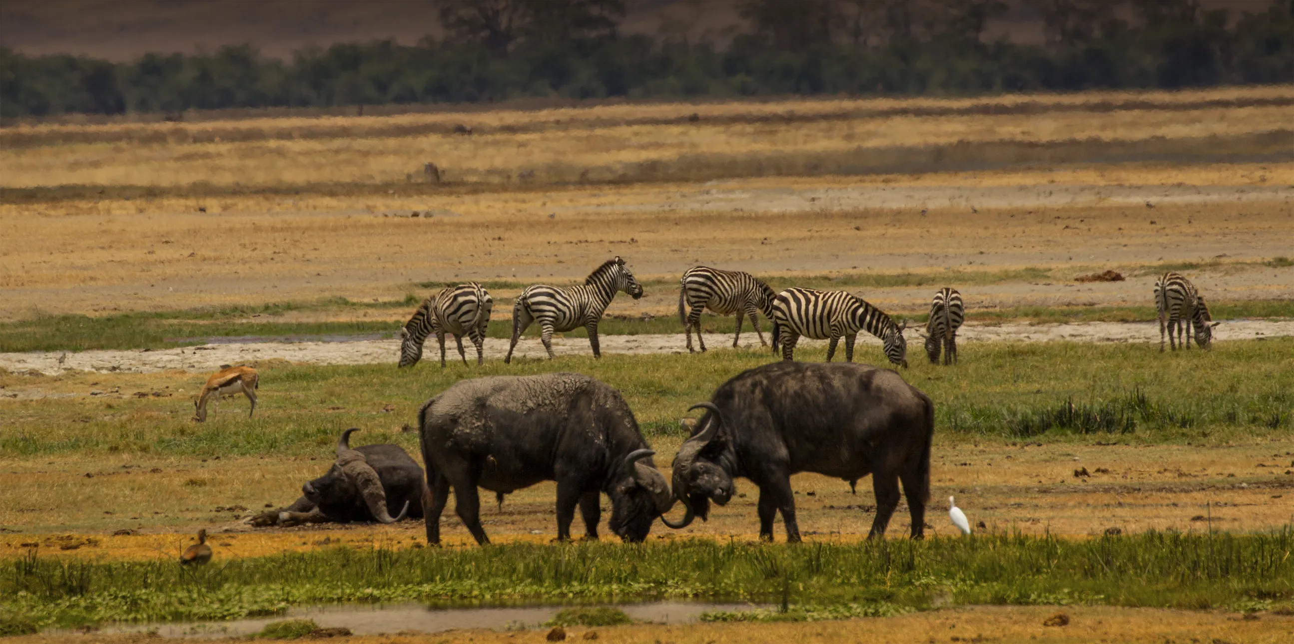 4 days Tarangire Serengeti Ngorongoro Crater