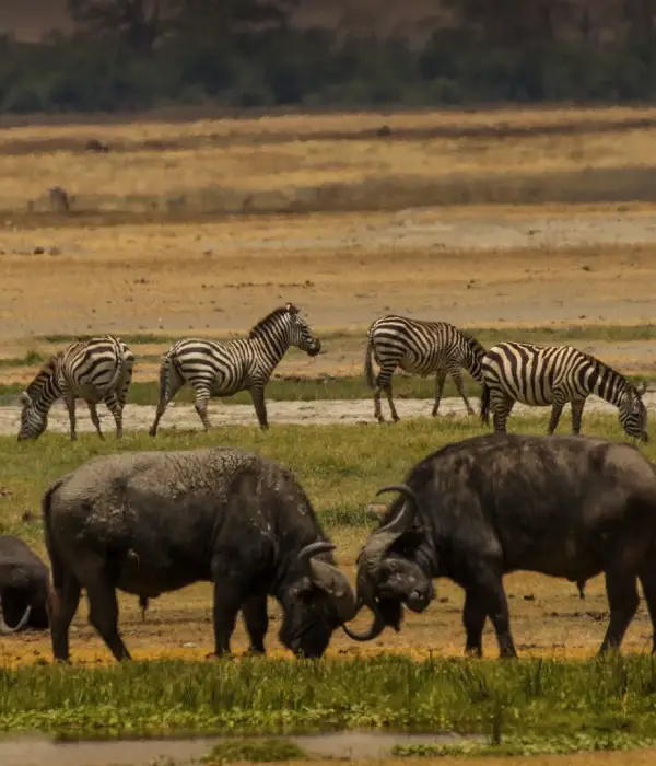 4 days Tarangire Serengeti Ngorongoro Crater