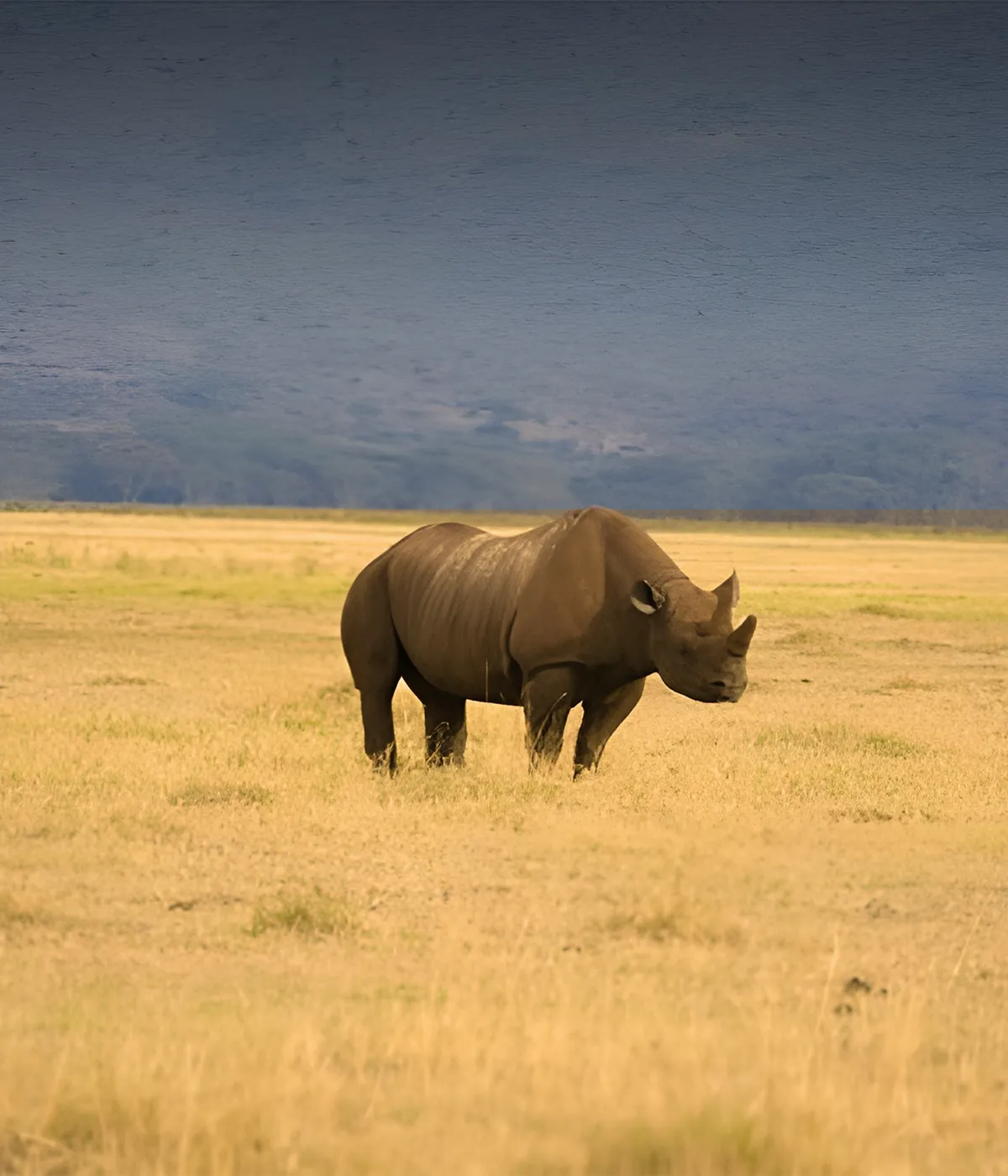 Ngorongoro crater Wildlie