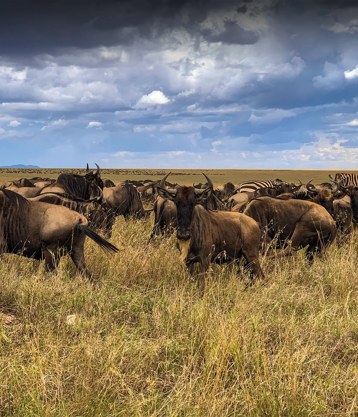 Serengeti National Park Wildlife
