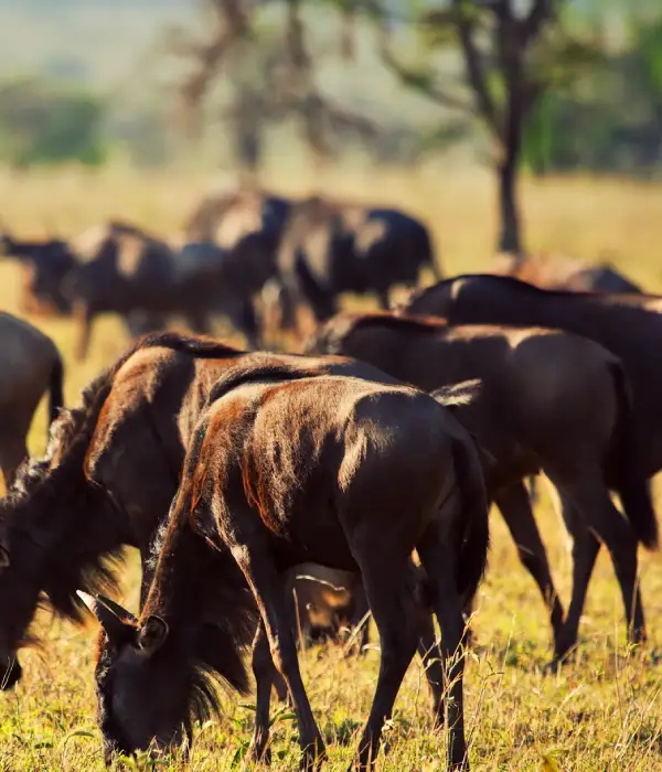 5 Days Migration Safari In Tanzania