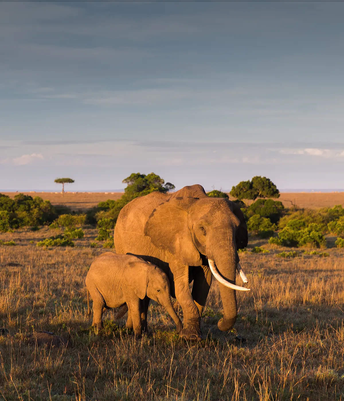 Serengeti National Park Wildlife