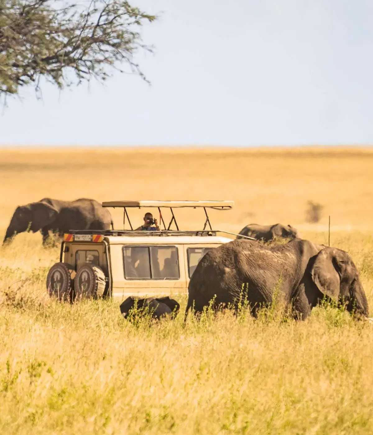 Serengeti - Ngorongoro crater Wildlife