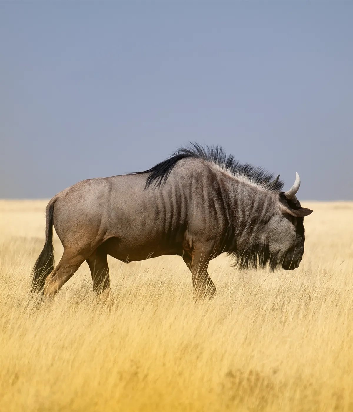 Ngorongoro crater Attraction