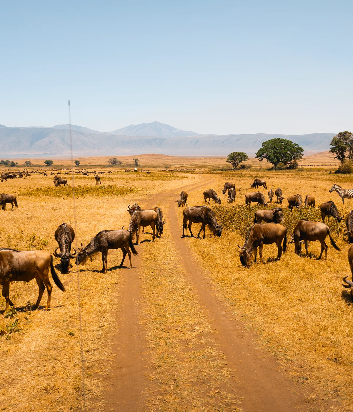 Serengeti National Park Wildlife