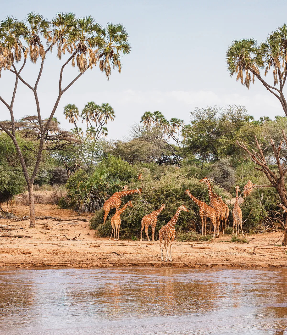 Serengeti National Park Savannah